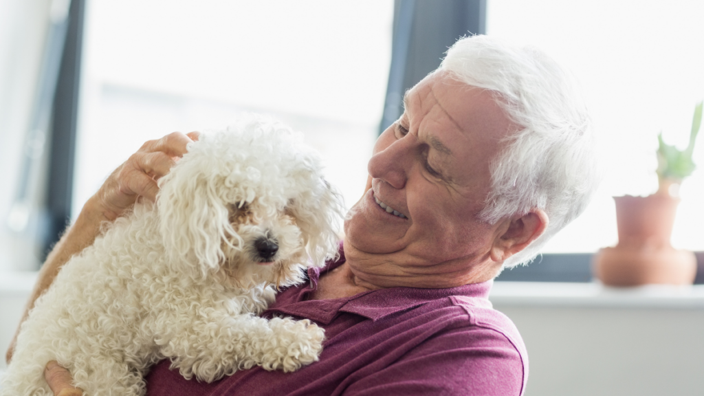 chien - senior - démence